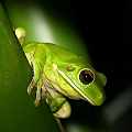 Litoria infrafrenata (White-lipped Treefrog) at Little Pond<br />Canon EOS 7D + EF70-200 F4.0L + EF1.4xII + SPEEDLITE 580EXII